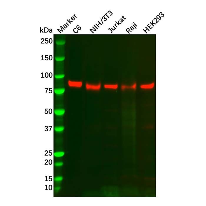 Recombinant TORC2 Antibody