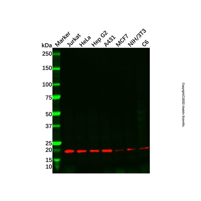 TPD52L2 Antibody