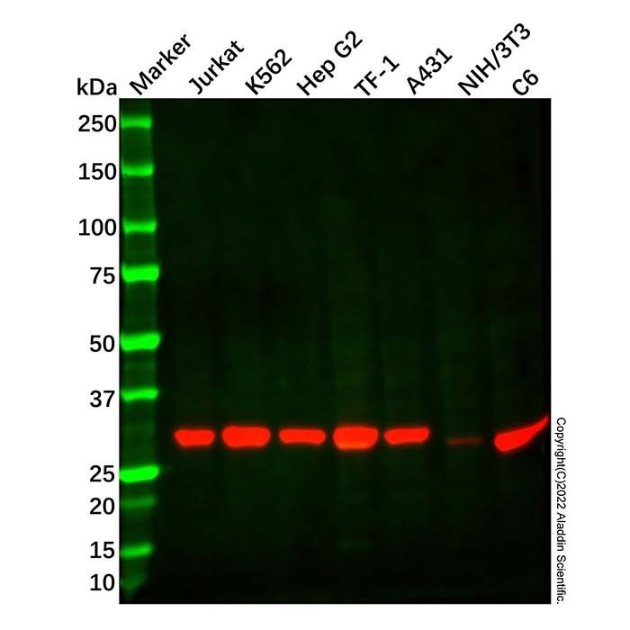 Recombinant TPMT Antibody