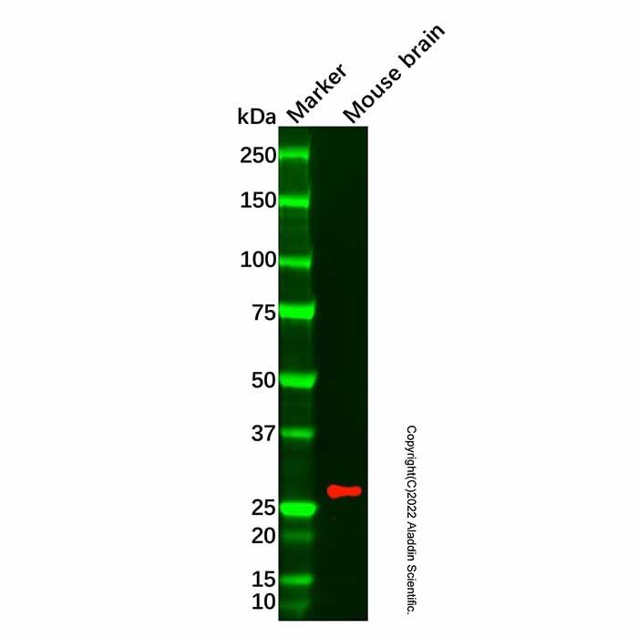 Recombinant TPPP Antibody