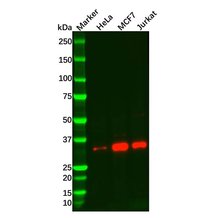 Recombinant TRADD Antibody