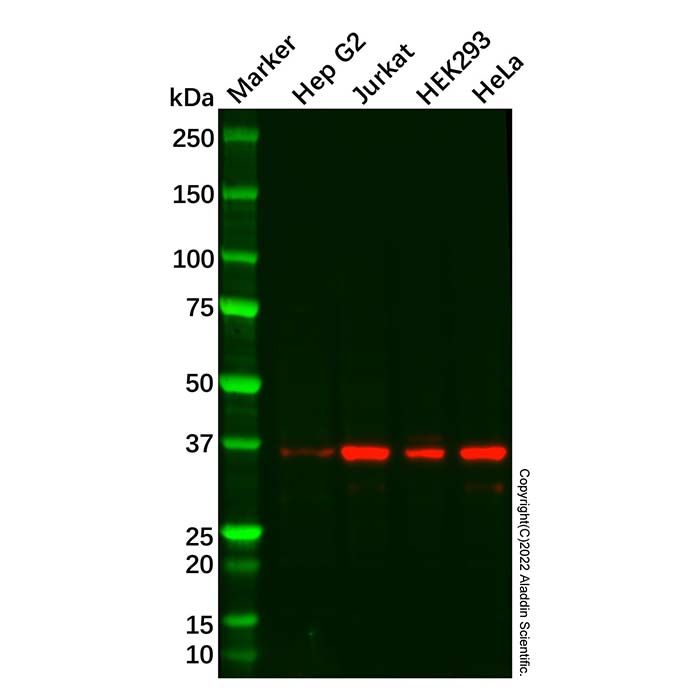 Transaldolase 1 Antibody