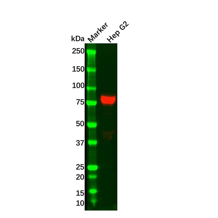 Transferrin Mouse mAb