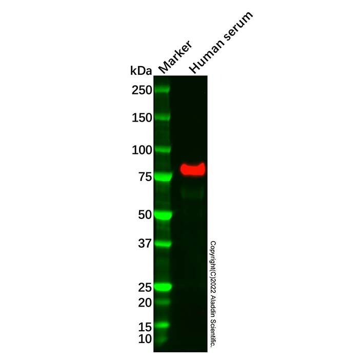 Recombinant Transferrin Antibody