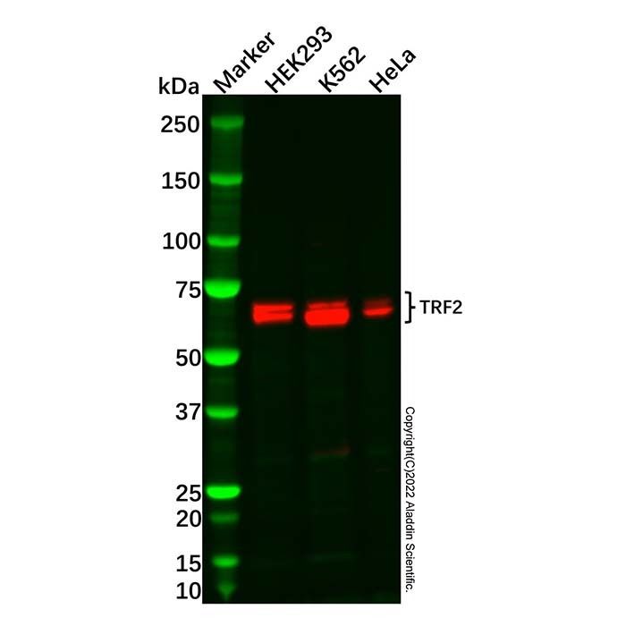 Recombinant TRF2 Antibody