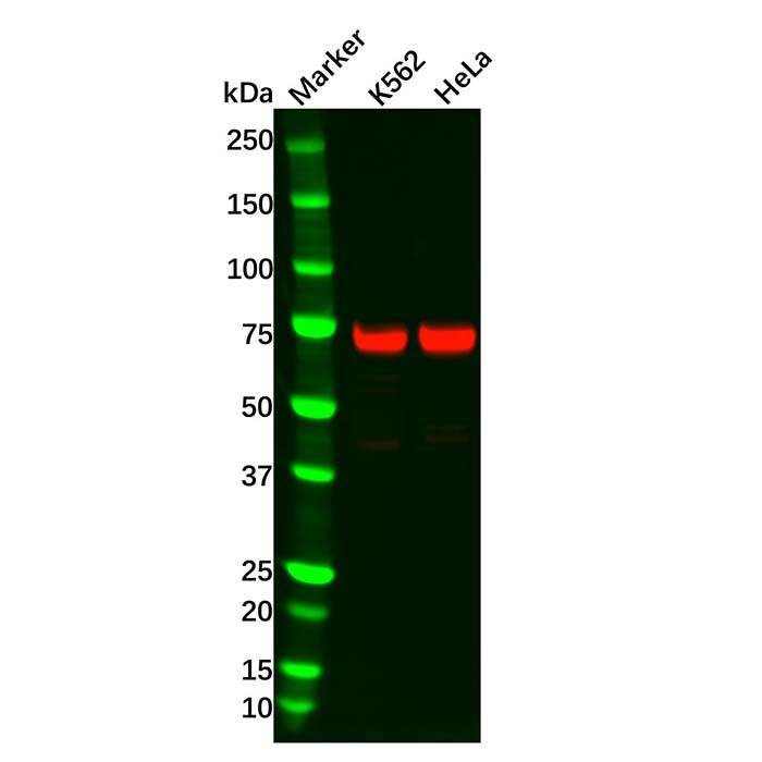 Recombinant TRIM25 Antibody