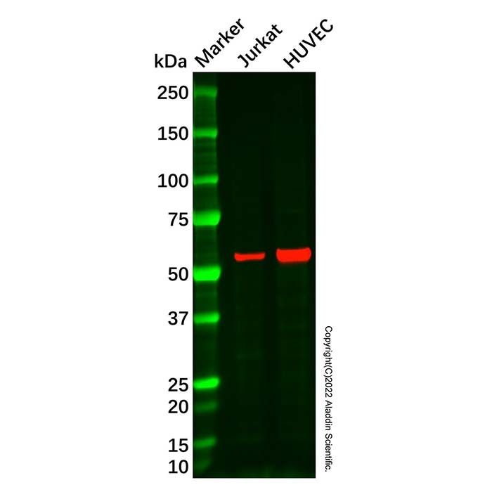 TRIM5 alpha Mouse mAb