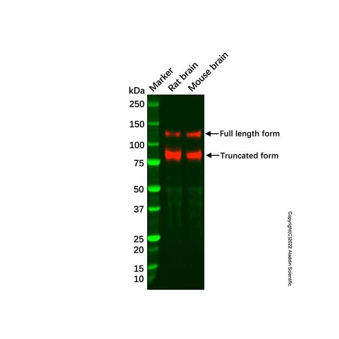 Recombinant TrkB Antibody