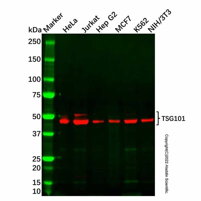 Recombinant TSG101 Antibody