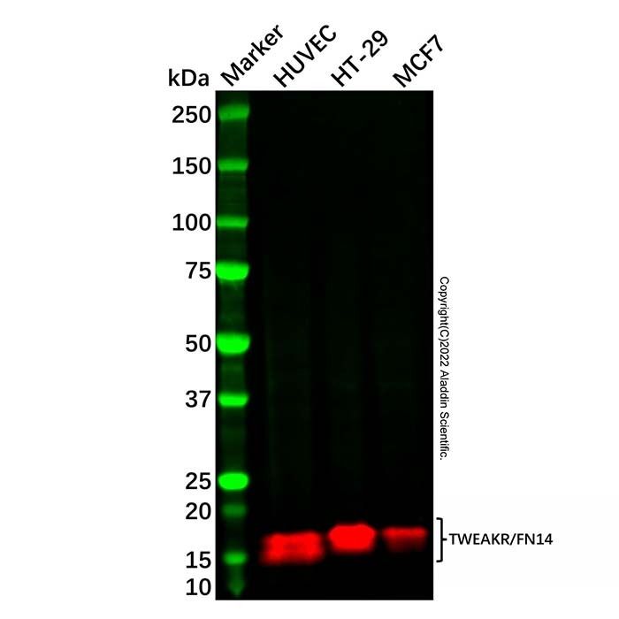 Recombinant TWEAKR/FN14 Antibody