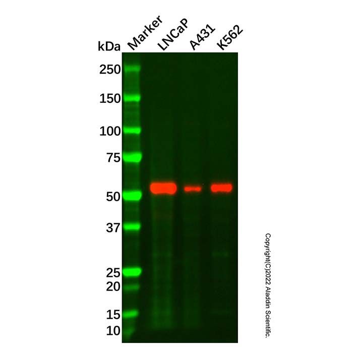 Recombinant TXNRD2 Antibody
