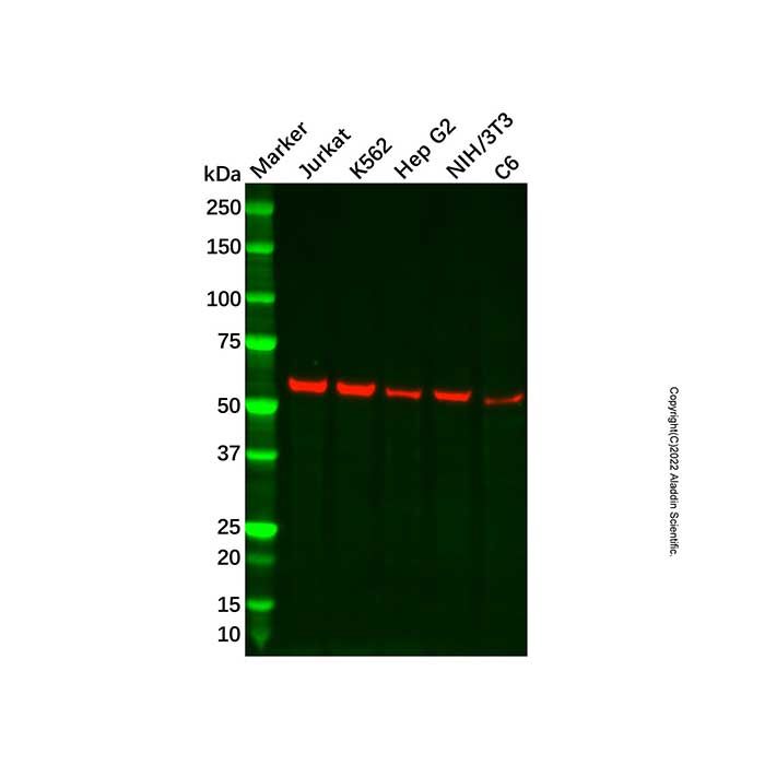 Recombinant UAP1 Antibody