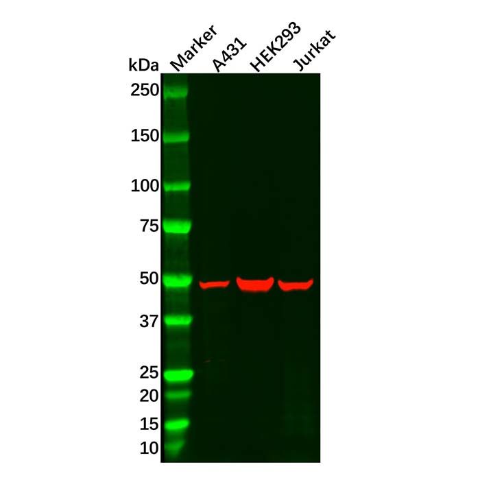 UAP56 Antibody