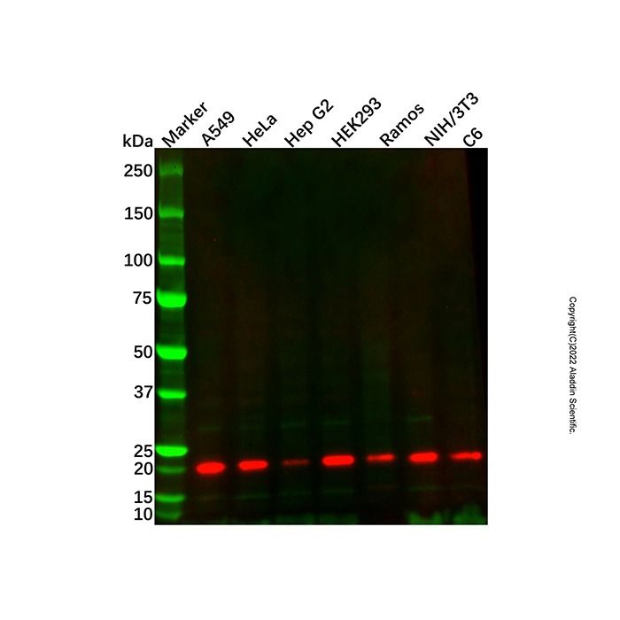 UBE2M/UBC12 Mouse mAb