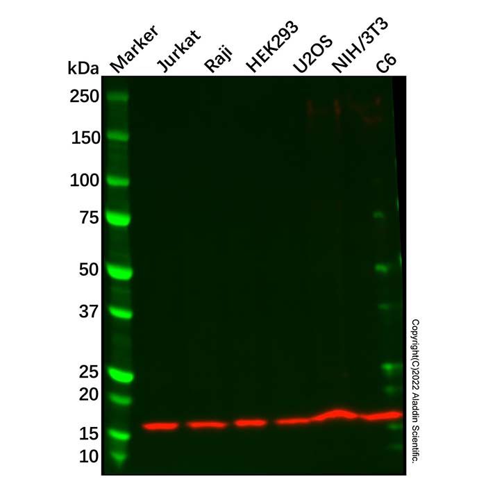 Recombinant Ube2N/Ubc13 Antibody