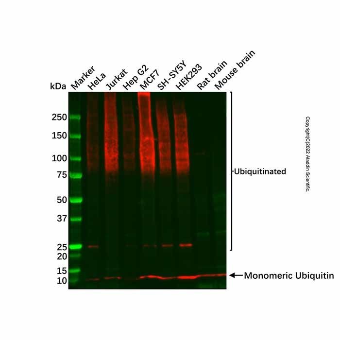 Recombinant Ubiquitin Antibody