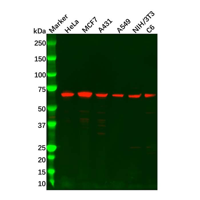 UBQLN2 Antibody