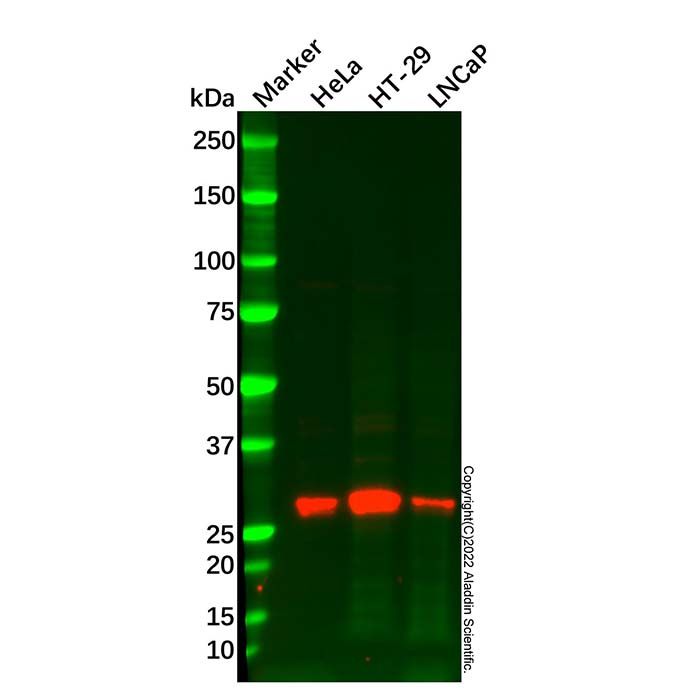 UCP2 Antibody