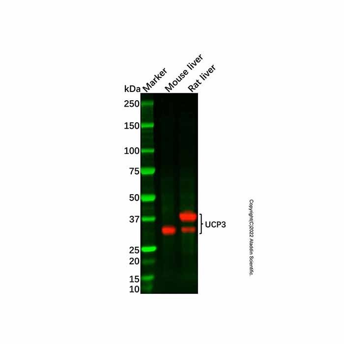 UCP3 Antibody