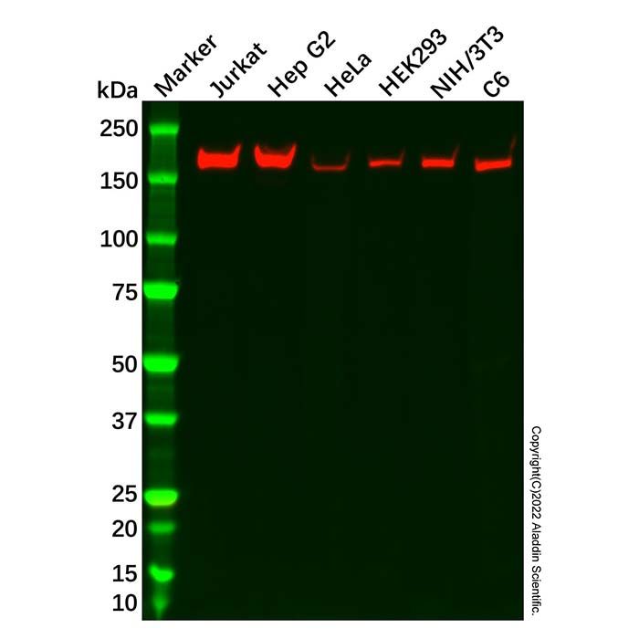 UGGT/UGT1 Antibody
