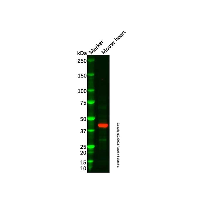 Recombinant Uroplakin III Antibody