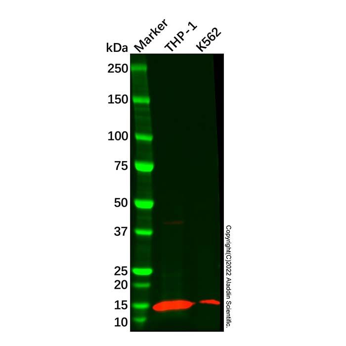VAMP8/EDB Mouse mAb