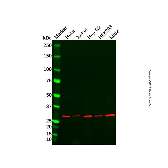 Recombinant VAPA Antibody