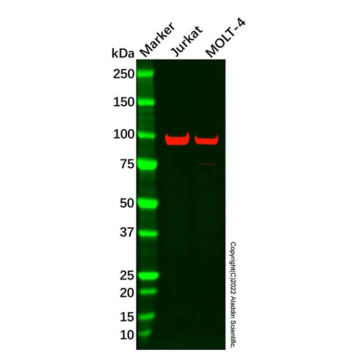 VAV1 Mouse mAb