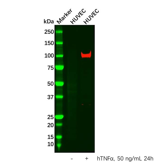 VCAM1 Antibody