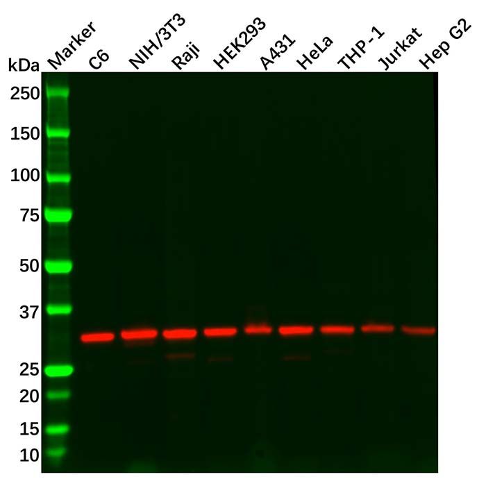 VDAC1/Porin Antibody