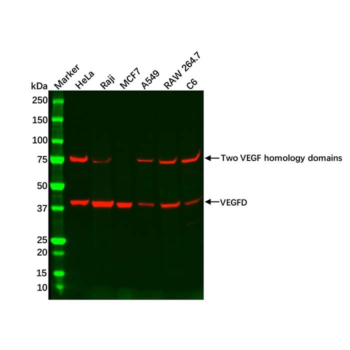Recombinant VEGFD Antibody
