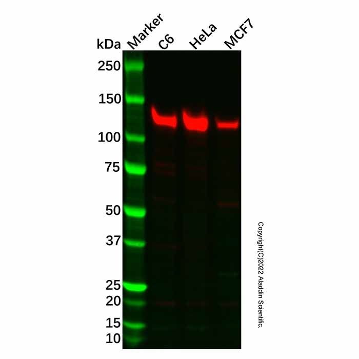 Recombinant Vinculin Antibody