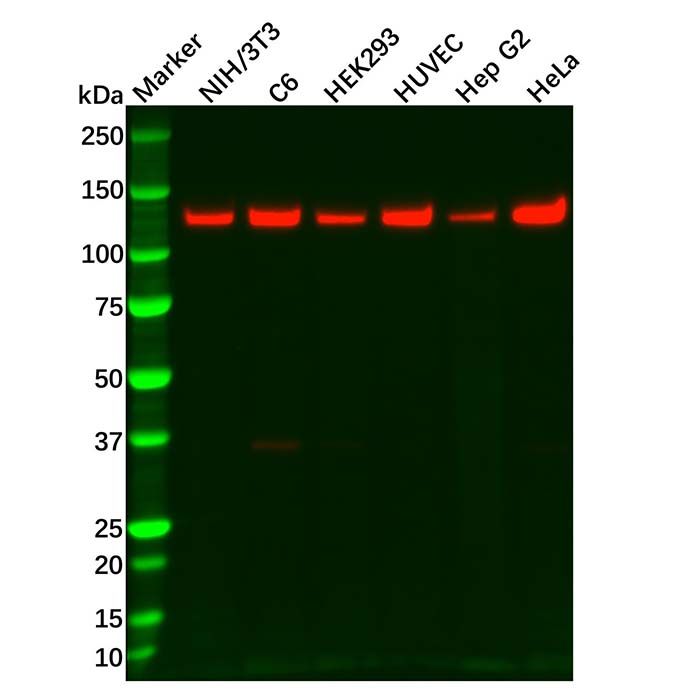 Recombinant Vinculin Antibody