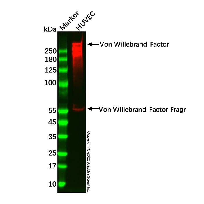 Recombinant Von Willebrand Factor Antibody