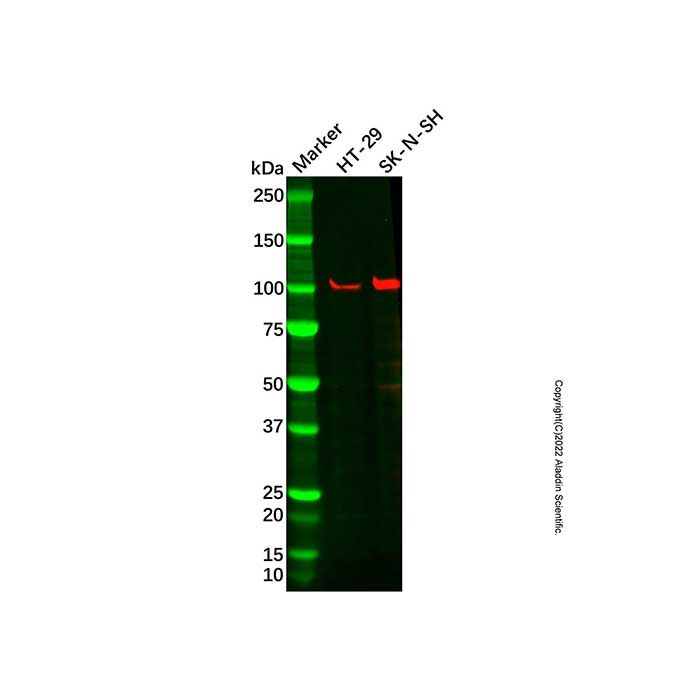 Recombinant VPS34 Antibody