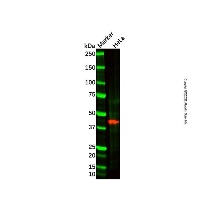 WIPI2 Antibody