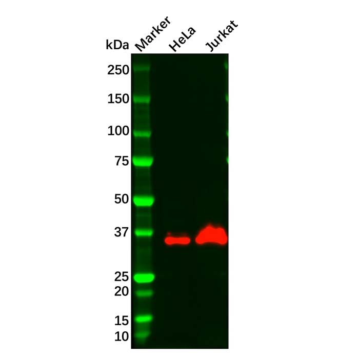Wnt1 Antibody