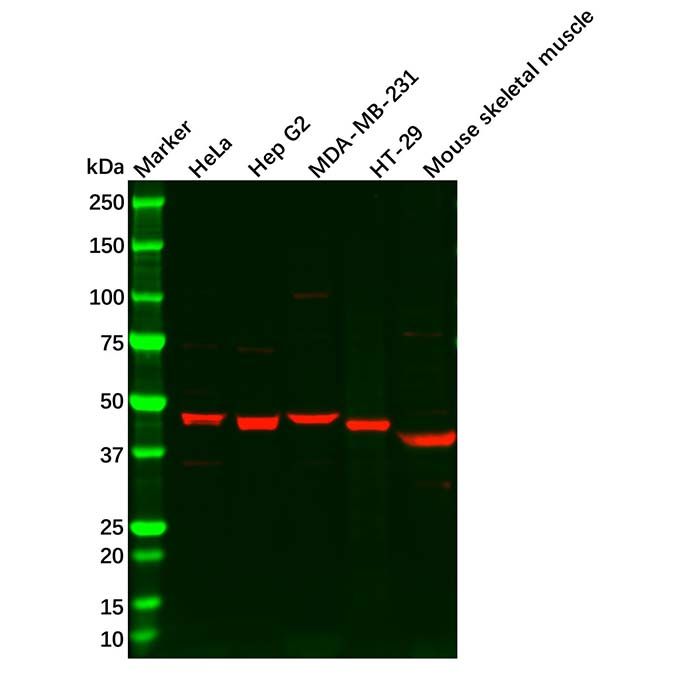 Wnt10b Antibody