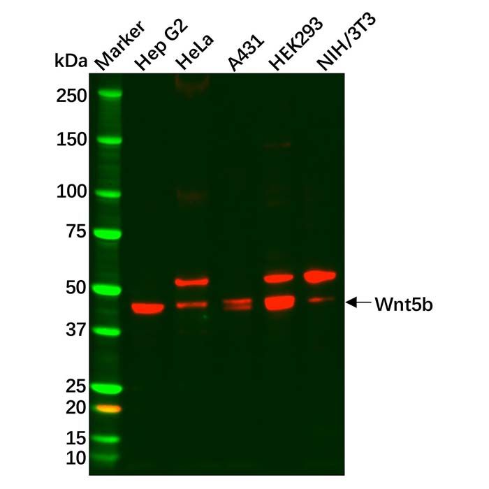 Recombinant Wnt5b Antibody