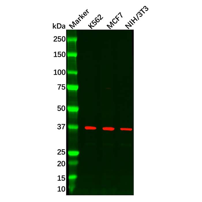 Wnt8b Antibody