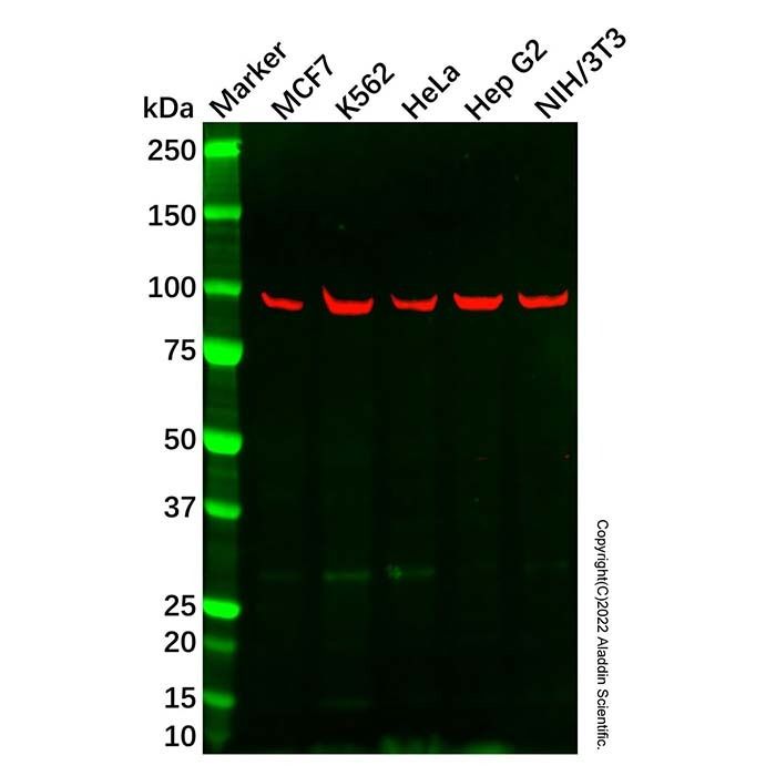 XAB2 Antibody