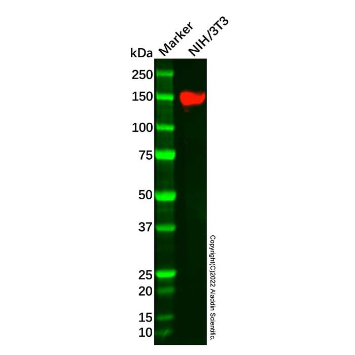 Recombinant Xanthine Oxidase Antibody