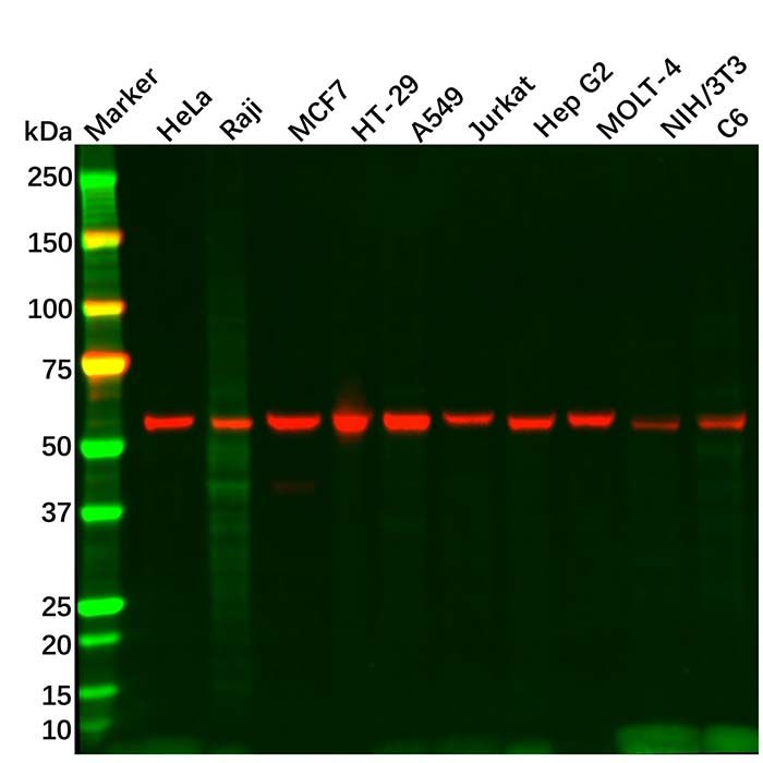 XIAP Antibody