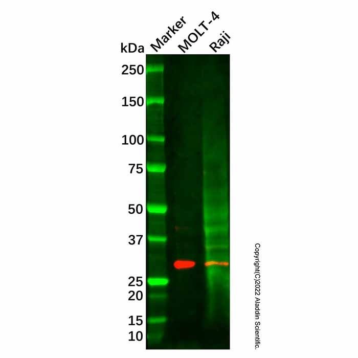 XRCC2 Antibody