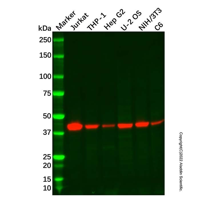 YKL-40/CHI3L1 Antibody