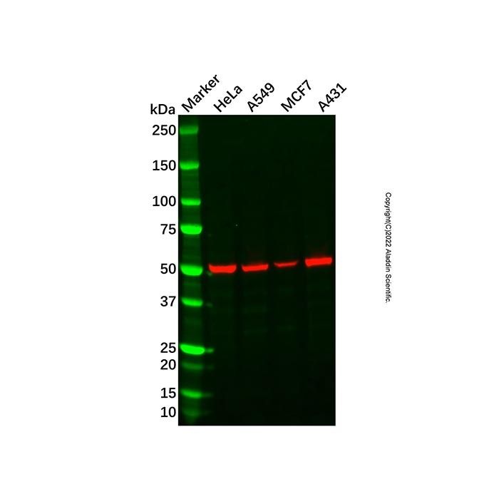 Recombinant ZIP Kinase Antibody