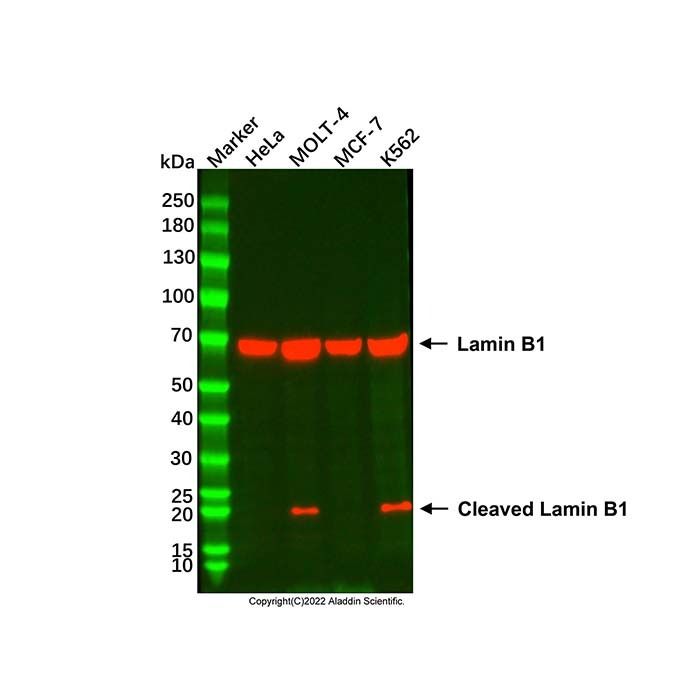 Lamin B1 Mouse mAb