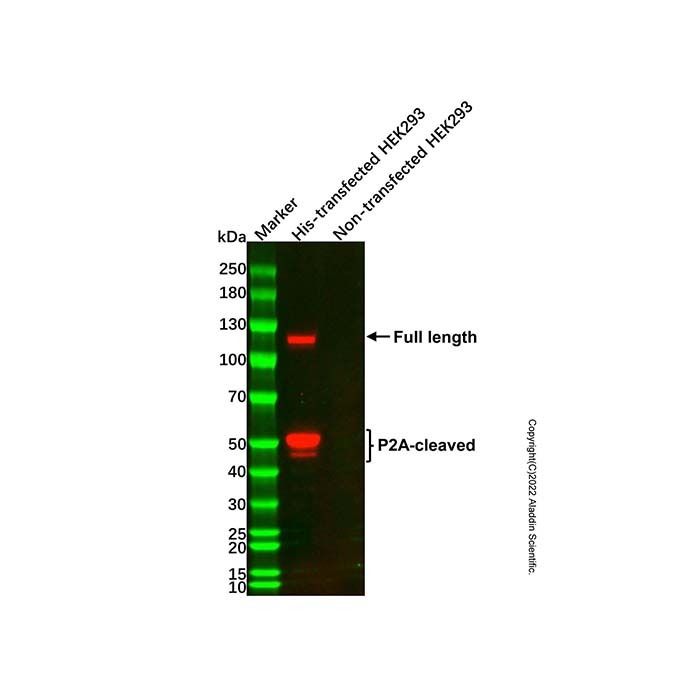 His tag (C-terminal) Mouse mAb