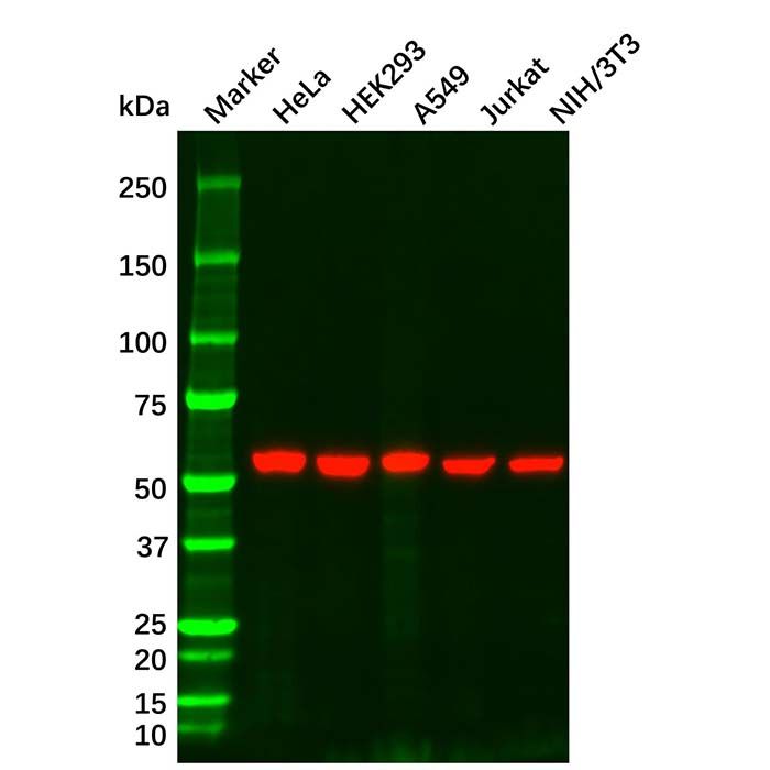 Vimentin Mouse mAb
