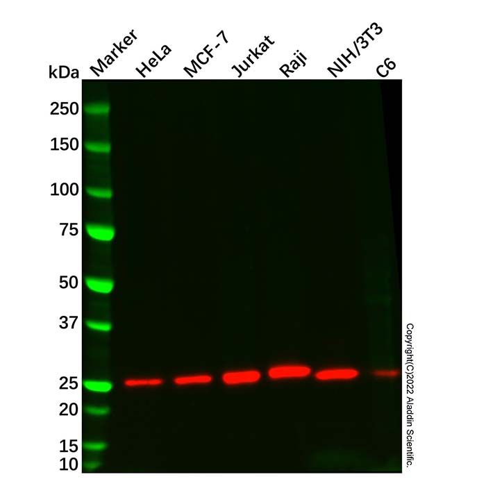 Bcl-2 Mouse mAb